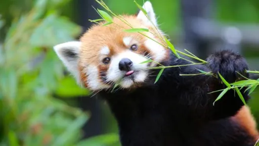 Chiba Zoological Park