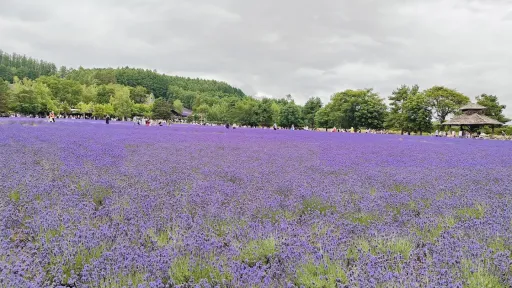 Farm Tomita