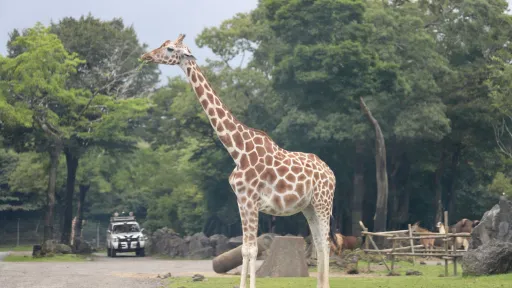 Fuji Safari Park