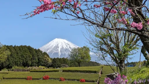 Obuchi Sasaba