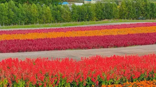 Panoramic Flower Gardens Shikisai-no-oka