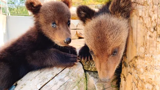 shōwa-shinzan bear ranch