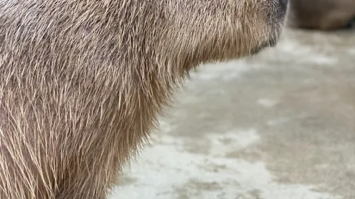 Kobe Animal Kingdom
