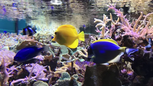 Niigata City Aquarium Marinepia Nihonkai (Sea of Japan)