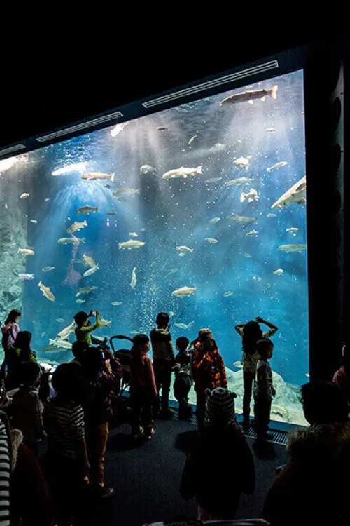 Chitose Salmon Aquarium