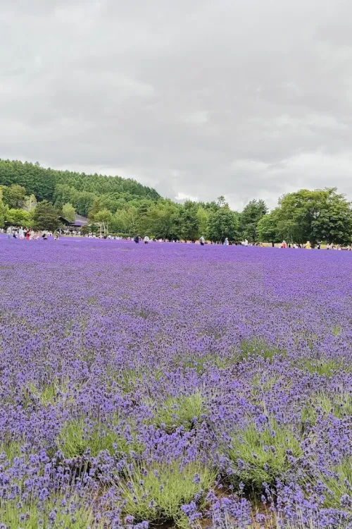 Farm Tomita