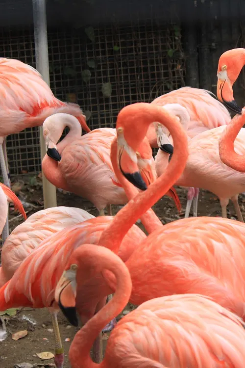 Jōyama Zoo