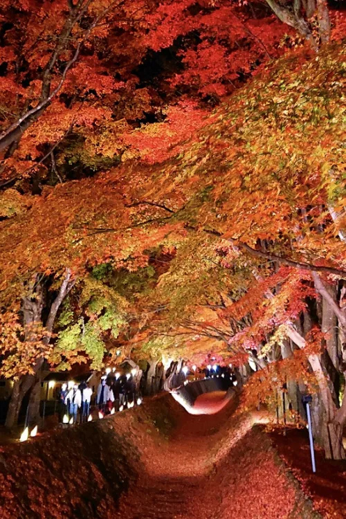 Lake Kawaguchi Maple Corridor