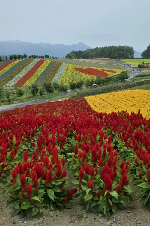 Panoramic Flower Gardens Shikisai-no-oka