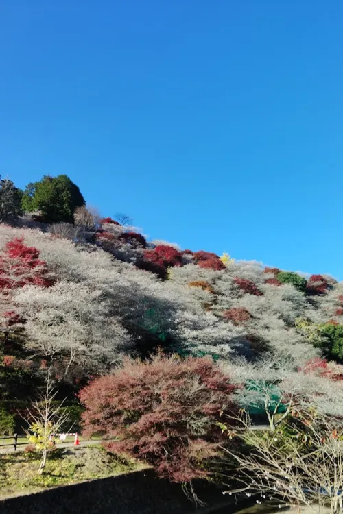 Senmi Shikizakura no Sato - Four Seasons Cherry Blossoms