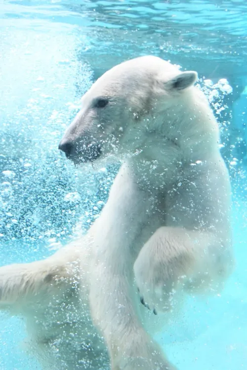 Kobe Ōji Zoo